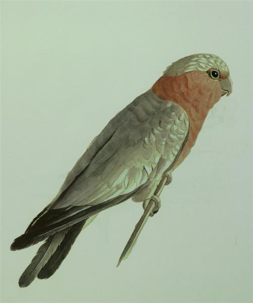 The Parrot, 1882 - Камаль оль-Мольк