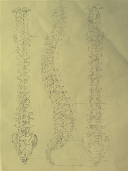 Anatomical Studies, 2013 - Youssef Idrissi