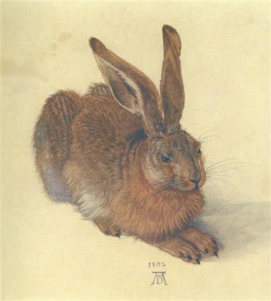 Young Hare, 1502 Albrecht Durer