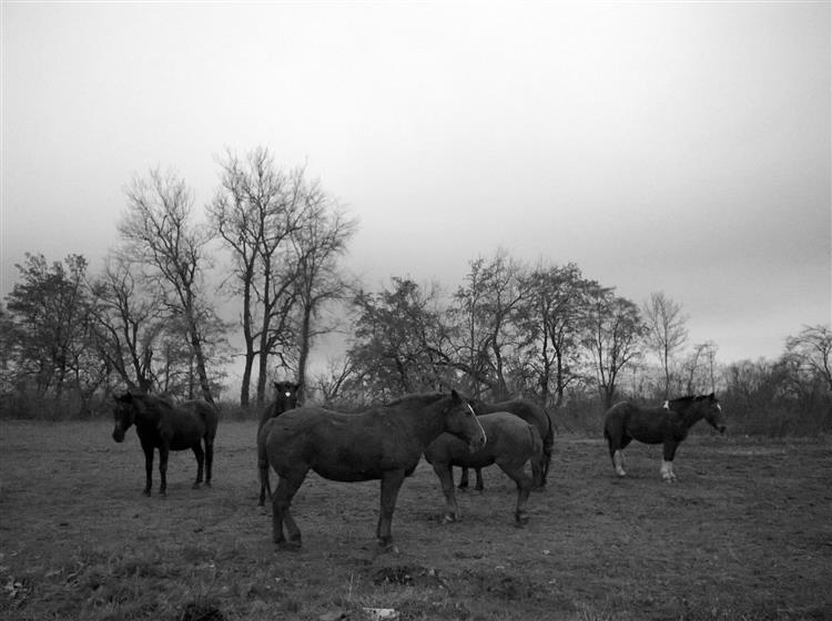 Horses rest, 2018 - Alfred Krupa