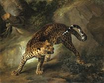 Leopard - Jean-Baptiste Oudry