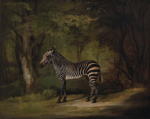 A Zebra, 1763 - George Stubbs
