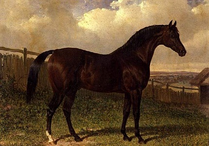 'Emilius', a Bay Racehorse in a Paddock - John Frederick Herring Sr.