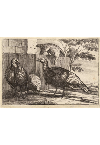 Four Turkeys - Wenceslaus Hollar