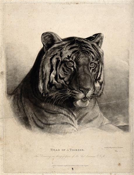 The Head of a Tigress (felis Tigris). Etching with Engraving, 1825 - Джон Фредерик Льюис