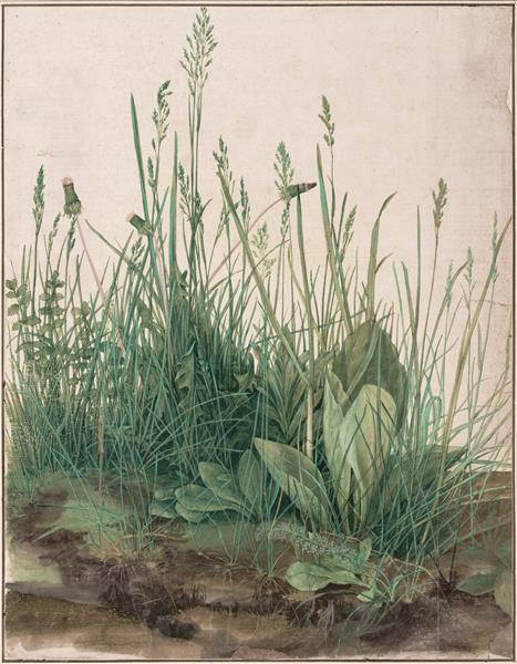 Gran mata de hierba, 1503 - Alberto Durero