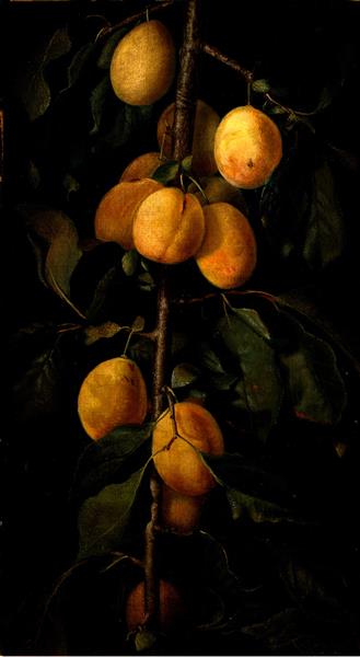 Apricots, c.1885 - James Taylor Harwood