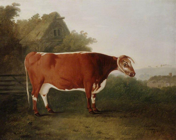 'Broken-Horned Beauty': A Cow - John Boultbee