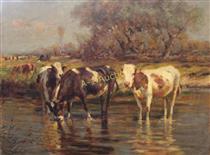 Cows standing in a river drinking with herd in background - Johann Daniel Holz