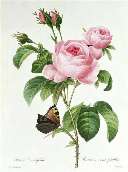 1 Rosa Centifolia - Pierre Joseph Redoute