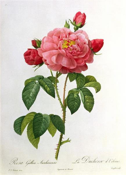 Rosa Gallica Aurelianensis - Pierre Joseph Redoute
