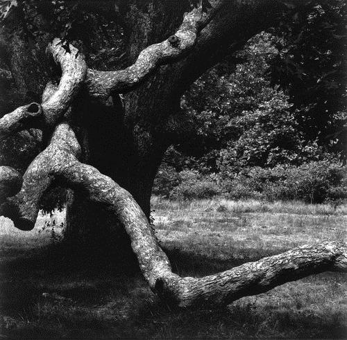 The Tree 35, 1973 - Aaron Siskind