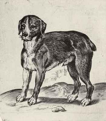 Dog, 1582 - 1585 - Агостино Карраччи