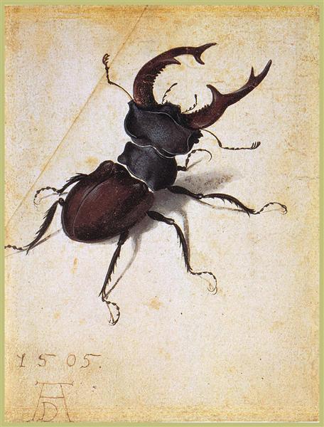Cervus Lucanus, 1505 - Альбрехт Дюрер