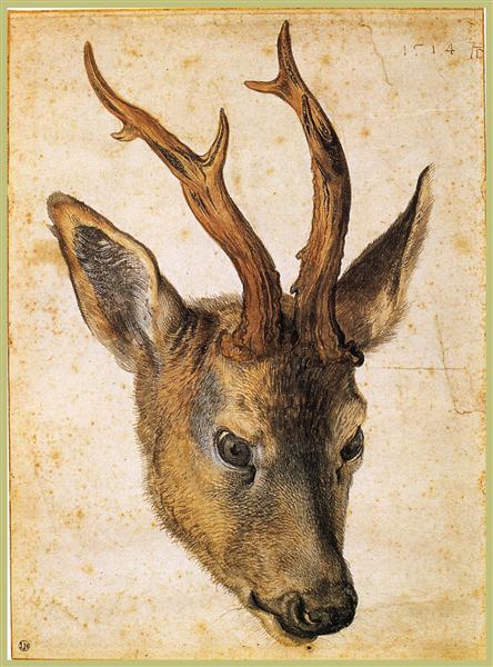 Head of a Stag, c.1503 - Альбрехт Дюрер