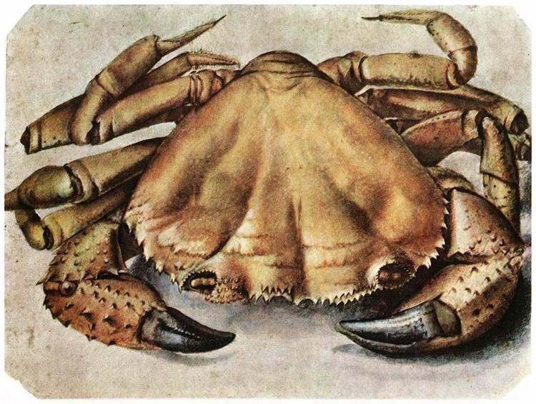 Crab, 1495 - Albrecht Dürer