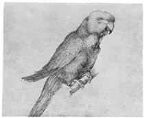 Parrot - Albrecht Dürer