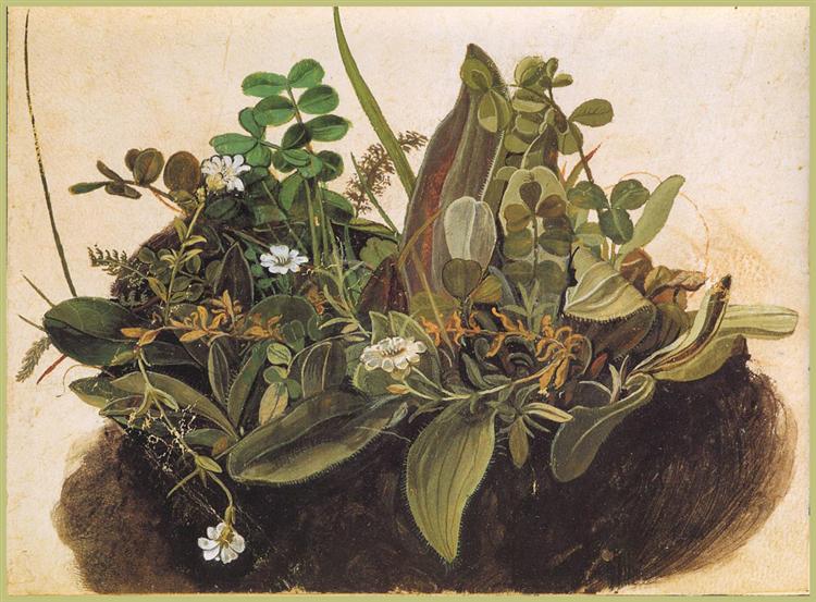 Дерн с травой, c.1514 - Альбрехт Дюрер
