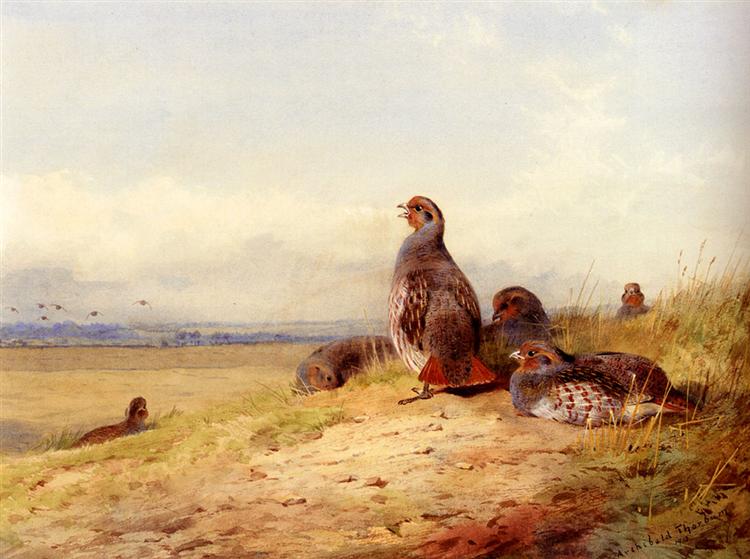 Red Partridges, 1913 - Archibald Thorburn