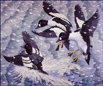 Goldeneye in a Snow Storm - Charles Tunnicliffe
