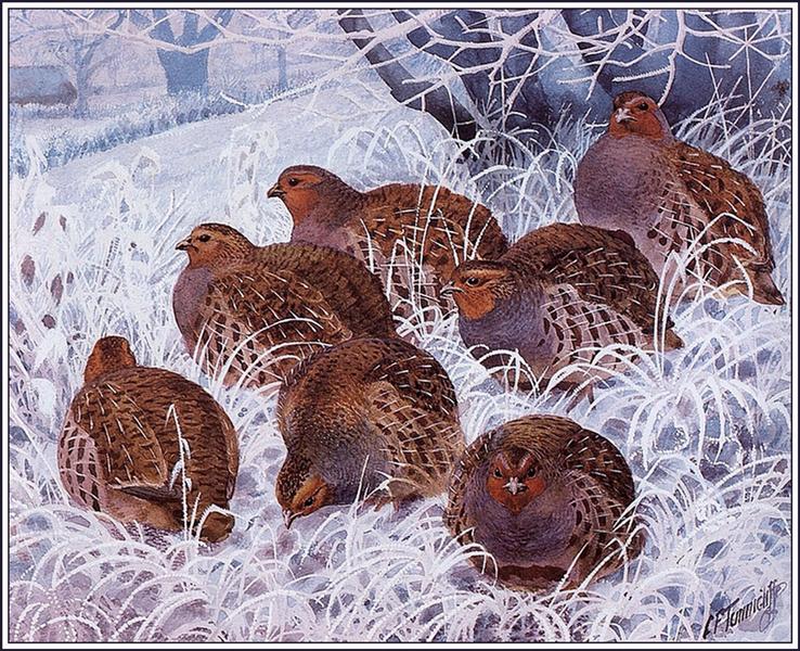 Grey Partridges - Charles Tunnicliffe