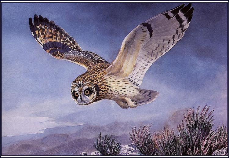 Short-eared Owl - Чарльз Танниклифф
