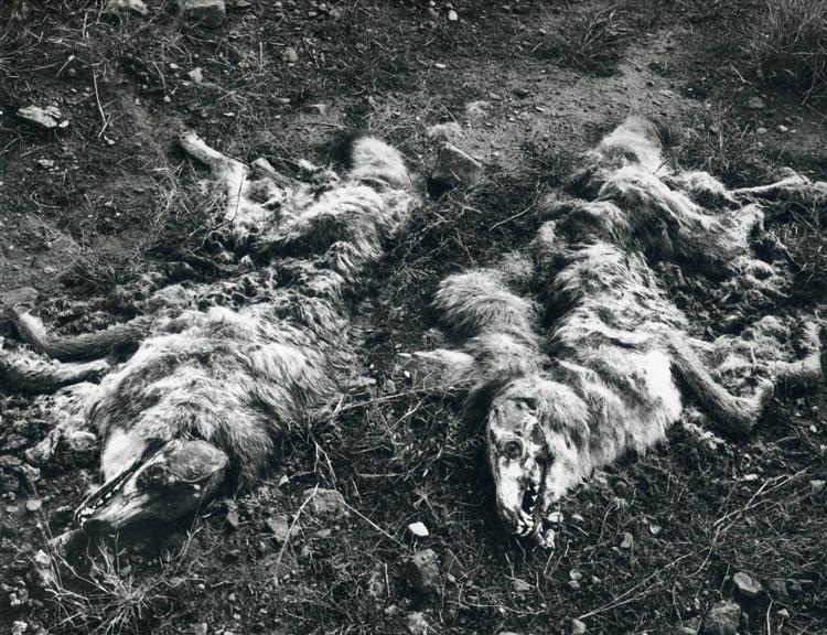 Coyotes, 1941 - Фредерик Соммер