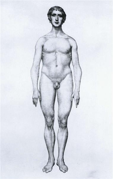 Study of the Human Figure, Anterior View, from 'A Comparative Anatomical Exposition of the Structure of the Human Body with that of a Tiger and a Common Fowl' - George Stubbs