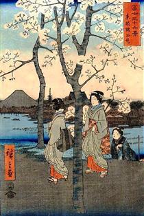 Cherry Tree - Hiroshige