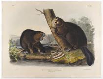 American Beaver - Jean-Jacques Audubon
