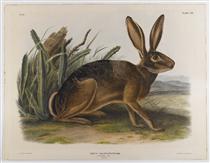 California Hare - Jean-Jacques Audubon