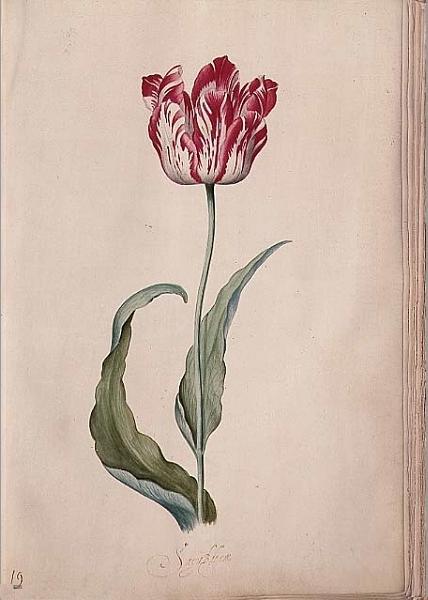 Тюльпан, c.1643 - Юдит Лейстер