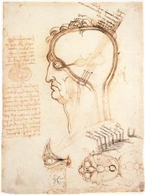 Comparison of scalp skin and onion - Léonard de Vinci