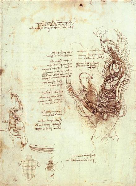 Studies of the sexual act and male sexual organ, c.1492 - Léonard de Vinci