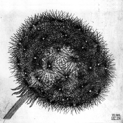 Blowball I, 1943 - M.C. Escher