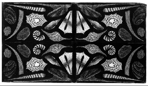 Sea Shells, 1920 - Мауріц Корнеліс Ешер