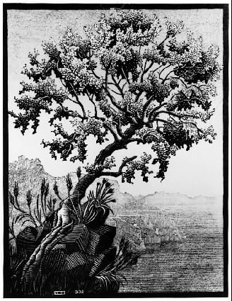 Carubba Tree (February 1932), 1932 - Мауриц Корнелис Эшер