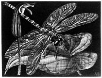Libellula. Dragonfly (March 1936) - M.C. Escher