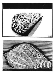 Sea Shells - M.C. Escher