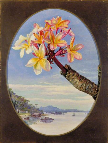 Flowers of Jasmine Mango or Frangipani, Brazil, 1873 - 玛丽安娜·诺斯