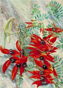 The Australian Parrot Flower - Марианна Норт