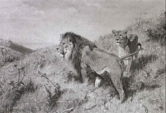 Löwenpaar in der Savanne - Richard Friese