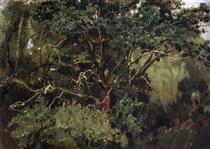 Akhtyrsky oak - Viktor Vasnetsov