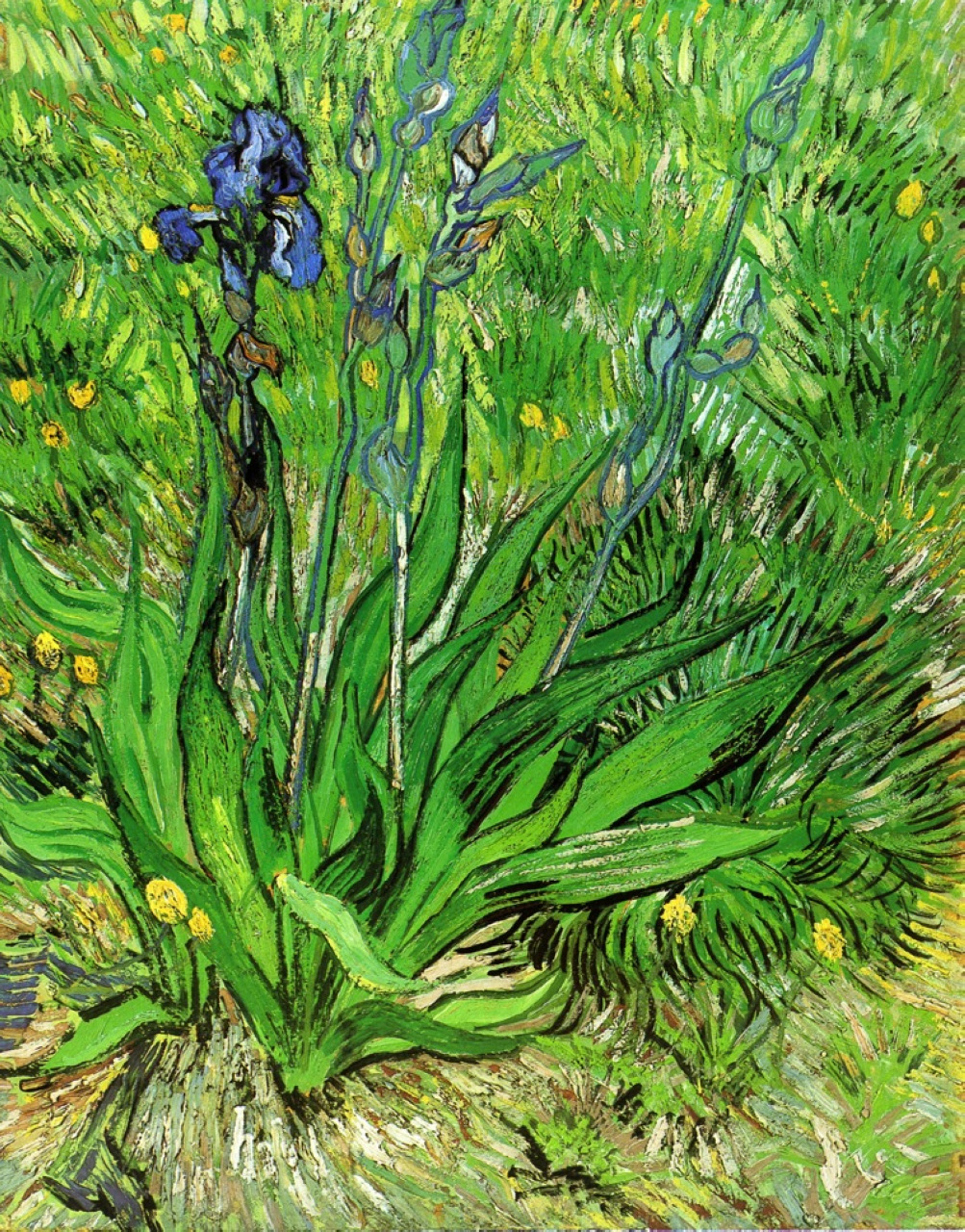 The Iris 1889 Vincent Van Gogh WikiArt